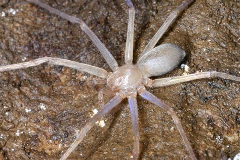 Worlds First Eyeless Huntsman Spider Discovered