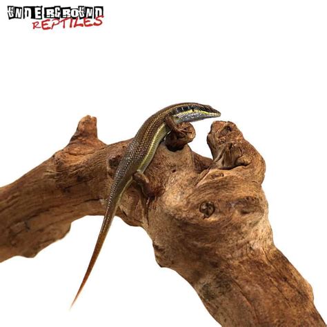 Blue Tailed Skinks For Sale Underground Reptiles