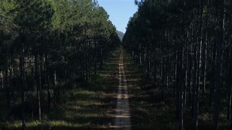 Pine Tree Plantation Abc News