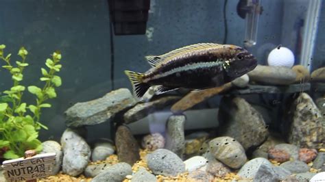 African Cichlids Full Grown Youtube