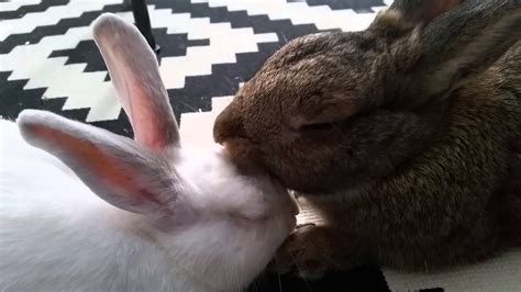 Bunny Kisses Youtube