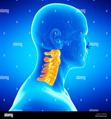 Human Cervical Spine Illustration Stock Photo Alamy