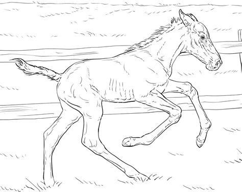 Printable Foal Coloring Pages