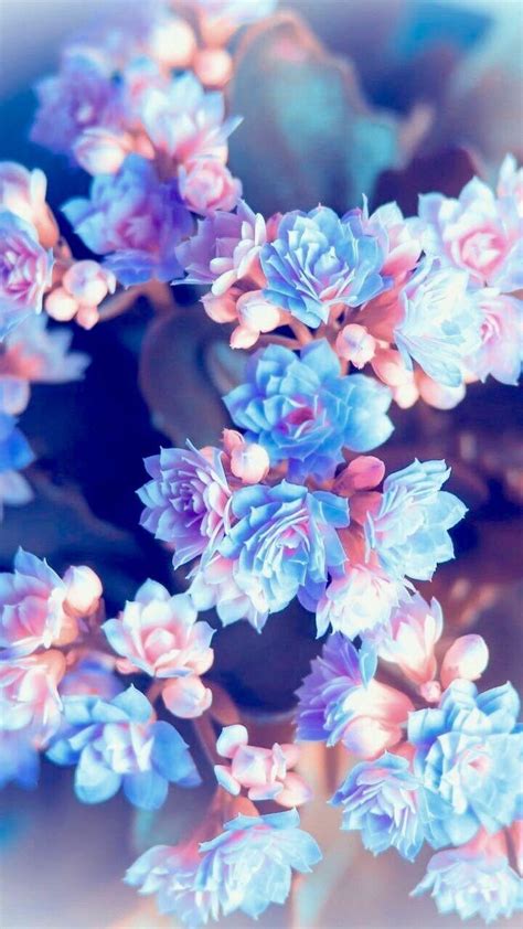 Blue Flower Phone Wallpapers Top Free Blue Flower Phone Backgrounds