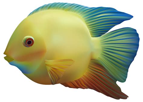 Download High Quality Transparent Fish Colorful Transparent Png Images