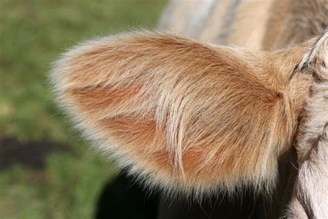 Ear Of A Simmental Cow In Switzerland Stock Photo Image Of Autumn