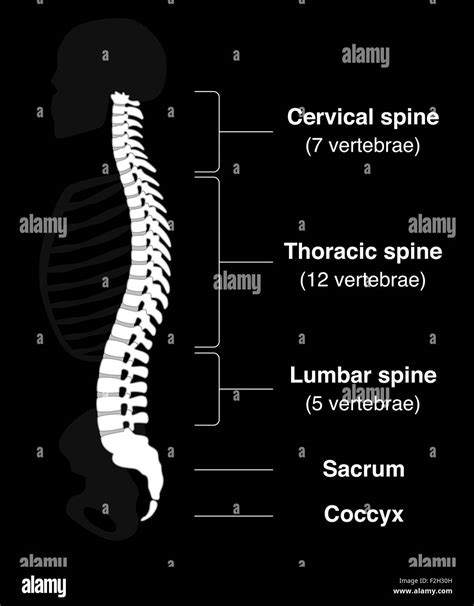 Human Backbone With Names Of The Spine Sections And Numbers Of The