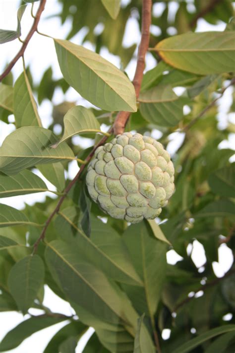 Malay apple tree in a 3 gallon container. West African Plants - A Photo Guide - Annona squamosa L.