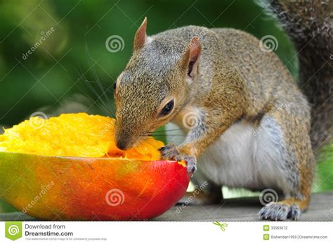 Aug 22, 2014 · there are a variety of animals that eat the mango fruit. Squirrel Eating Mango Stock Photography - Image: 33363672