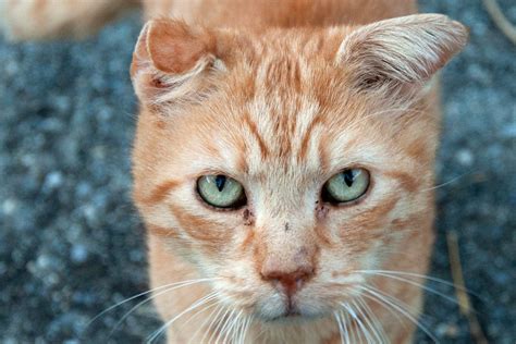Cauliflower Ear In Cats Dr Simons Shares What To Do Cat World