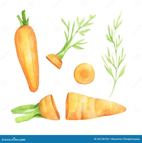 Set Of Fresh Carrot Fruits With Green Leaves Watercolor Illustration