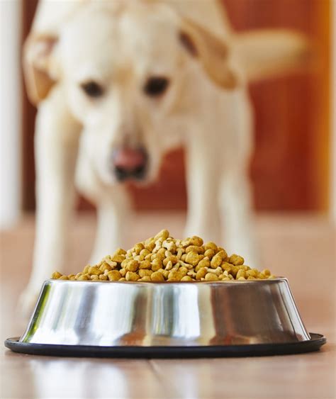 Dogs who have been diagnosed with inflammatory bowel you can serve this dog food to your pet immediately, or store it for serving at a later time. Best High Protein Dog Food To Enrich Your Pet's Diet