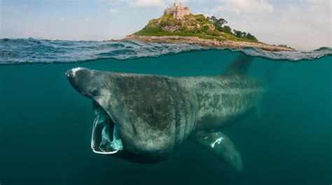 Basking Sharks Have Family Feeding Frenzies At Known Eating Spots Study Finds BT