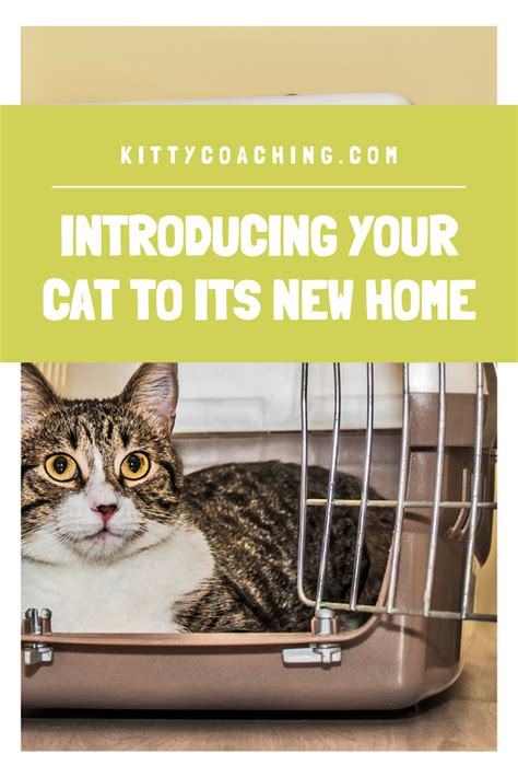 How To Properly Introduce Your Cat To Its New Home 2020 Introducing
