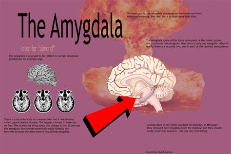 Amygdala Infographic Amygdala Info Jacob Larson Flickr