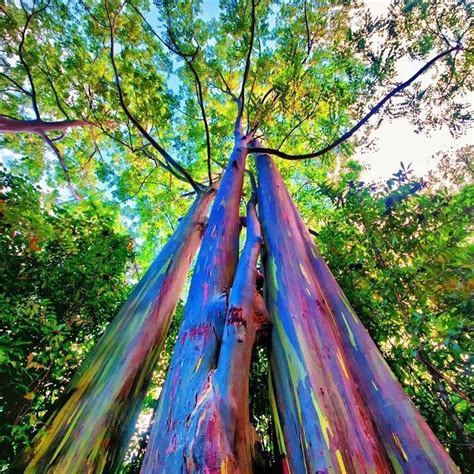 The Rainbow Colored Tree Is Standing Tall In The Forest Looking Up At