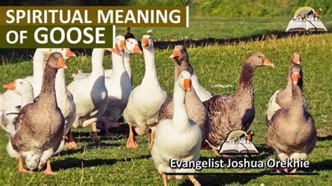 Spiritual Meaning Of Goose Geese Symbolism And Interpretation Youtube