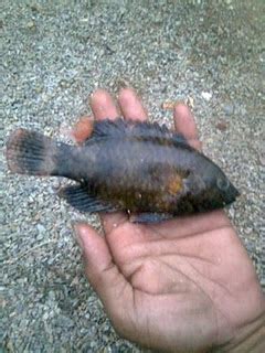 Atau ingin tahu habitat ikan kuwe rambe? Exotis - Paguyuban Pemancing Gresik