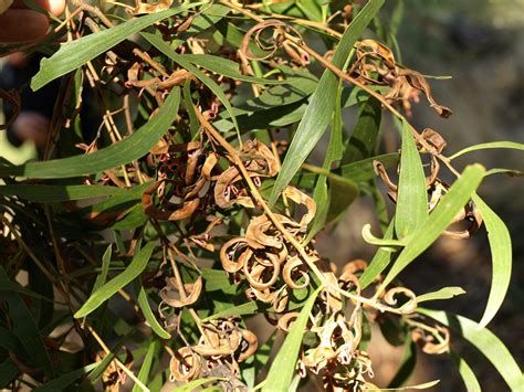 Acacia Melanoxylon Seed Pods Ecobits Australia