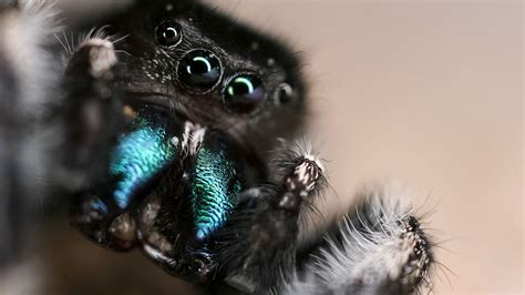 Video Even Without Ears Jumping Spiders Can Hear You Science Aaas
