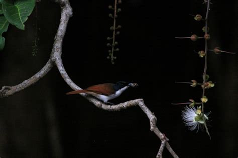 Shining Flycatcher テリヒラハシ レッドドラゴンの鳥見旅行記