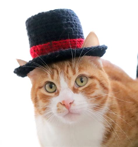 Cat Wearing Hat Ubicaciondepersonascdmxgobmx