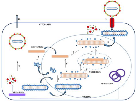 New book on the hepatitis b and delta viruses from cshlpress. Pathogens | Free Full-Text | Animal Models of Chronic ...