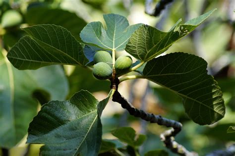 If you fertilize and water regularly, it might be a temperature flux. A Comprehensive Guide to Growing A Fruit-Bearing Fig Tree ...