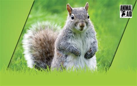 Myth Busters Grey Squirrels Animal Aid