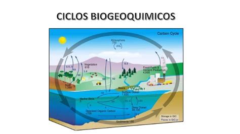 Importancia De Los Ciclos Biogeoquímicos Ensayo Ciclos Biogeoquímicos