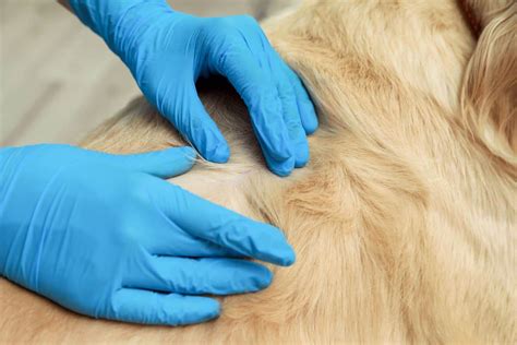 Yeast Infections In Dogs Understanding Causes And Treatments