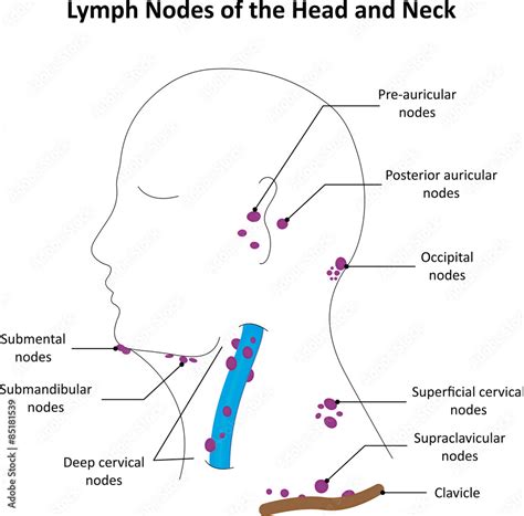 The Lymph Nodes Of The Head And Neck Labelled Stock Vector Adobe Stock