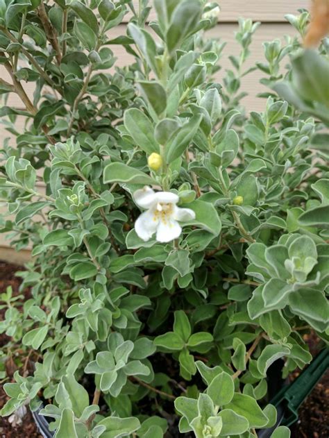 Texas Sage (Leucophyllum frutescens 'White Cloud') - Garden.org