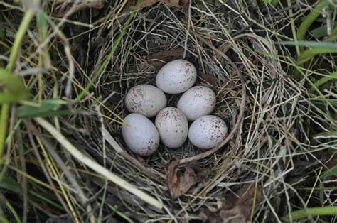 Do All Birds Lay Eggs A Closer Look At Avian Biology Learn Bird