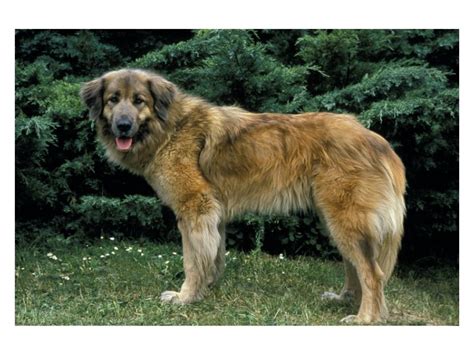 Estrela Mountain Dog Breed Traits Training Tips And Health Service Pets