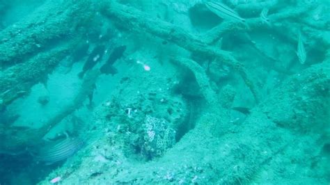 Living On Earth Ancient Underwater Forest In The Gulf Of Mexico