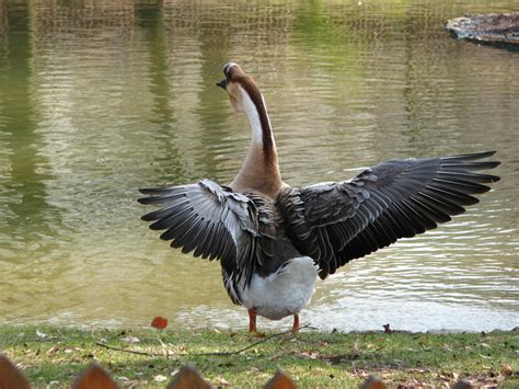 Free Images Wing Animal Wildlife Beak Fauna Duck Vertebrate