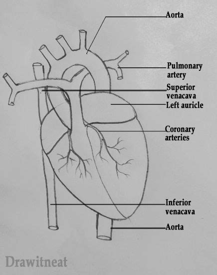 Draw It Neat How To Draw Human Heart Labeled Basic Anatomy And Physiology Biology Diagrams