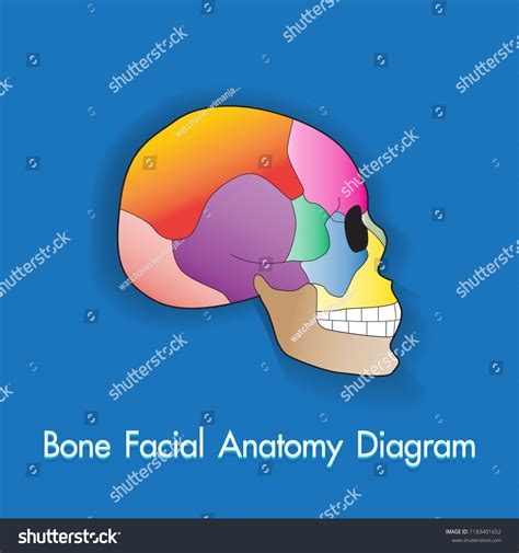 Human Bone Skull Anatomy Chart Learning Stock Vector Royalty Free