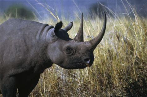 Revealed The African Wild Animals Suffering Most In The Global