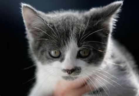 20 Cat Breeds Who Make The Cutest Kittens