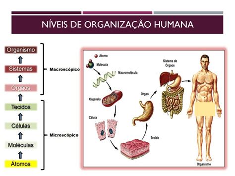 Biol Gico N Veis De Organiza O Do Corpo Humano