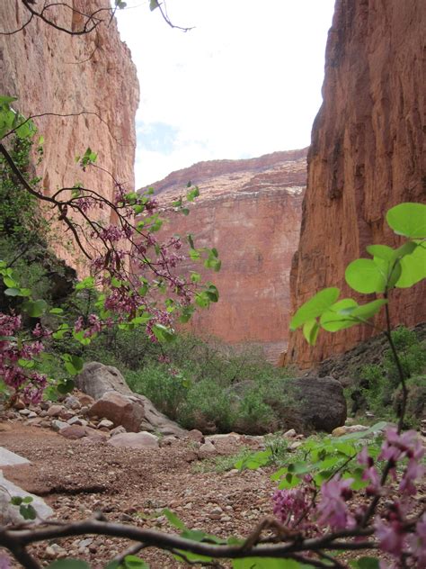 Our southwestern styled lobby will be your central gathering point. Western redbud, *Cercis occidentalis* in Grand Canyon ...