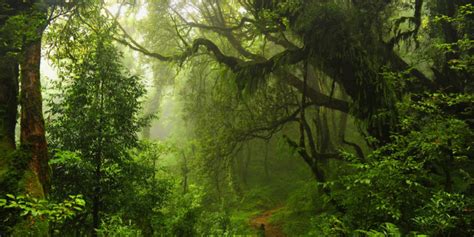 Selva Tropical Concepto Flora Fauna Y Características