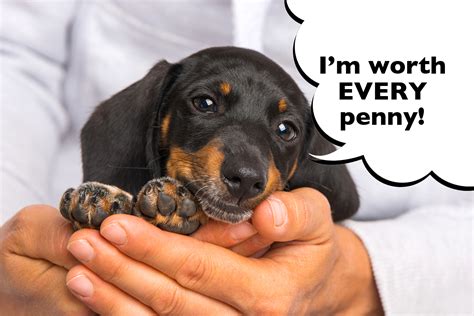 How much does a siberian kitten cost? How Much Does A Dachshund Cost? - I Love Dachshunds