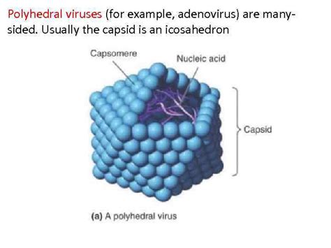 Viruses Bacterial Genetic Abdulina G A General