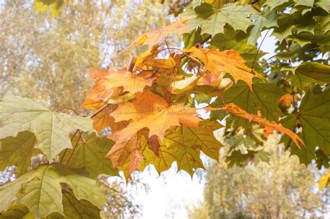 Yellow Oak Leaves On A Branch With Blurred Background Stock Photo