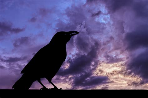 Raven Silhouette And Storm Clouds Free Stock Photo Public Domain Pictures
