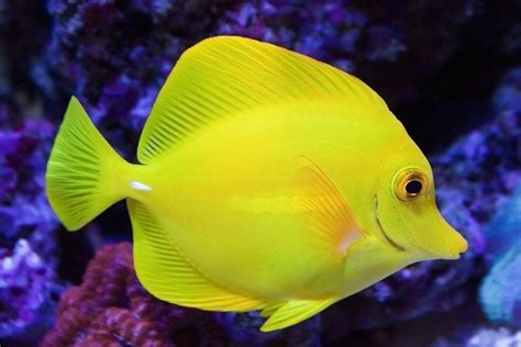 Tang Fish Everything You Need To Know About This Aquarium
