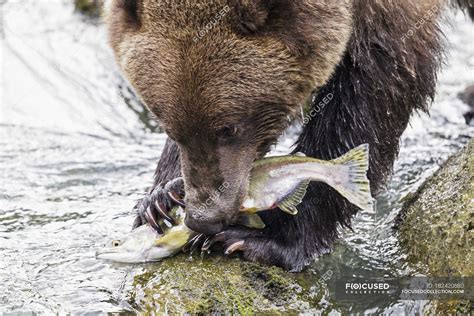 Actualizar Images Oso Comiendo Salmon Viaterra Mx